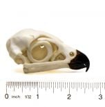 Falcon (Peregrine) Skull Replica