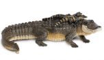 Alligator (With Babies) Model