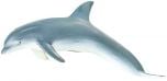 Dolphin Model