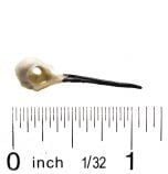 Hummingbird Skull Replica