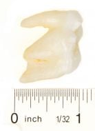 Bear (Polar) Molar Tooth Replica