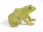 Bullfrog (American) Model