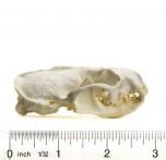 Mink (American) Skull Replica