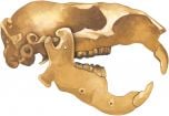 Beaver Skull Model®.