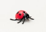 Ladybug Model