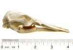 Platypus Skull Replica
