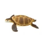 Sea Turtle (Green) Model
