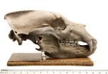 Bear (Grizzly) Skull Replica (With Stand)