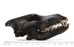 Wolf (Dire) Fossil Skull Replica
