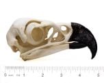 Eagle (Harpy) Skull Replica