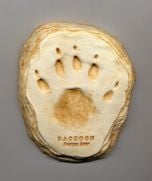 Raccoon Track Cast (Small Plaque)
