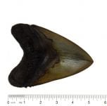 Megalodon Shark Tooth Replica