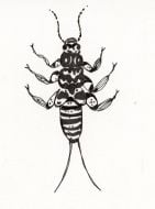 Stonefly Larva Rubber Stamp (Aquatic Macroinvertebrate Stamp Series)