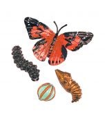 Painted Lady Butterfly Life Cycle Models