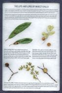 Plant Parasites Display: The Life And Lore Of Insect Galls
