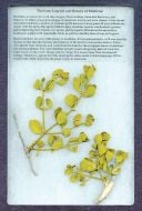 Plant Parasites Display: The Lore, Legend And Botany Of Mistletoe