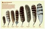 North American Bird Feather Replicas Set: Owls. 