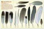 North American Bird Feather Replicas Set: Wetland And Seashore Birds. 