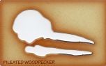 Woodpecker (Pileated) Trace-A-Skull® Template.