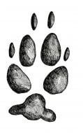 COYOTE TRACK STAMP (Rear Left Foot). 