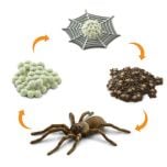 Spider Life Cycle Models Set