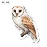 Barn Owl Sticker Pack (10 Stickers)