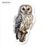 Barred Owl Sticker Pack (10 Stickers)