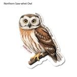 Saw-Whet Owl Sticker Pack (10 Stickers)