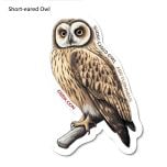 Short-Eared Owl Sticker Pack (10 Stickers)