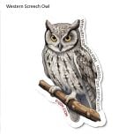 Western Screech Owl Sticker Pack (10 Stickers)