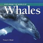Exploring the World of Whales