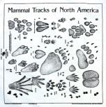 Animal Track Scarf: Ecru/Natural Cotton (Acorn Naturalists' Identification Bandana)