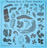 Animal Scat Scarf: Turquoise (Acorn Naturalists' Identification Bandana)