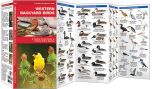 Western Backyard Birds (Pocket Naturalist® Guide)