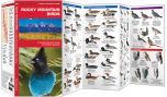 Rocky Mountain Birds (Pocket Naturalist® Guide)