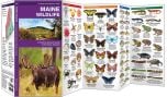 Maine Wildlife (Pocket Naturalist® Guide)