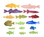 Freshwater Fish Printing Replica Collection (Discounted Set of 16 Fish Replicas)