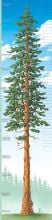 Tallest Tree Growth Chart