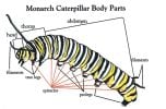 Monarch Life Cycle Flash Cards