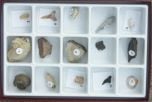 Fossils Over Time: Cenozoic (Specimen Collection)