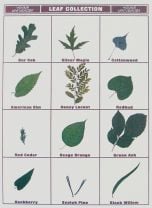 Leaf Collection Poster Board Display