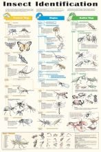 Insect Identification (Laminated Poster)