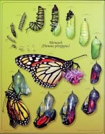 Monarch Life Stages (Laminated Poster)