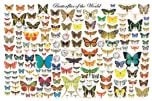 Butterflies of the World (Laminated Poster)