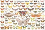 Moths of the World (Laminated Poster)