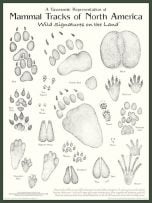 Mammal Tracks of North America Poster: Wild Signatures on the Land