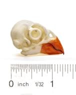 Cardinal Skull Replica