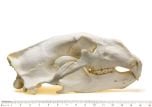 Bear (Polar) Skull Replica