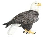 Eagle (Bald) Model