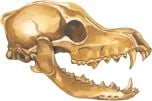 Coyote 2D Skull Model®